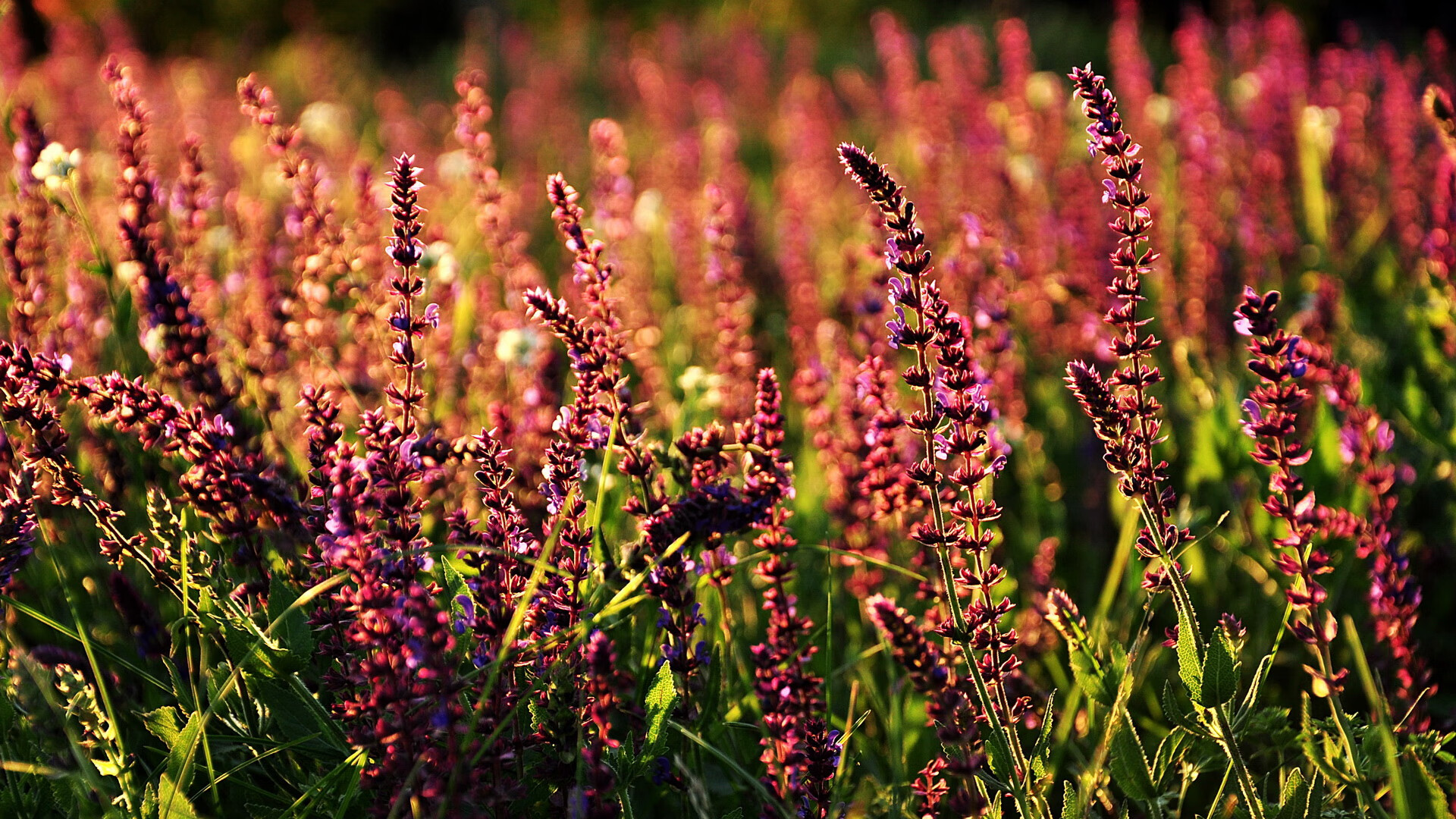 麦迪逊花园奇迹夜,小贾伦压哨绝杀点燃纽约,尼克斯掀翻西部豪强快船