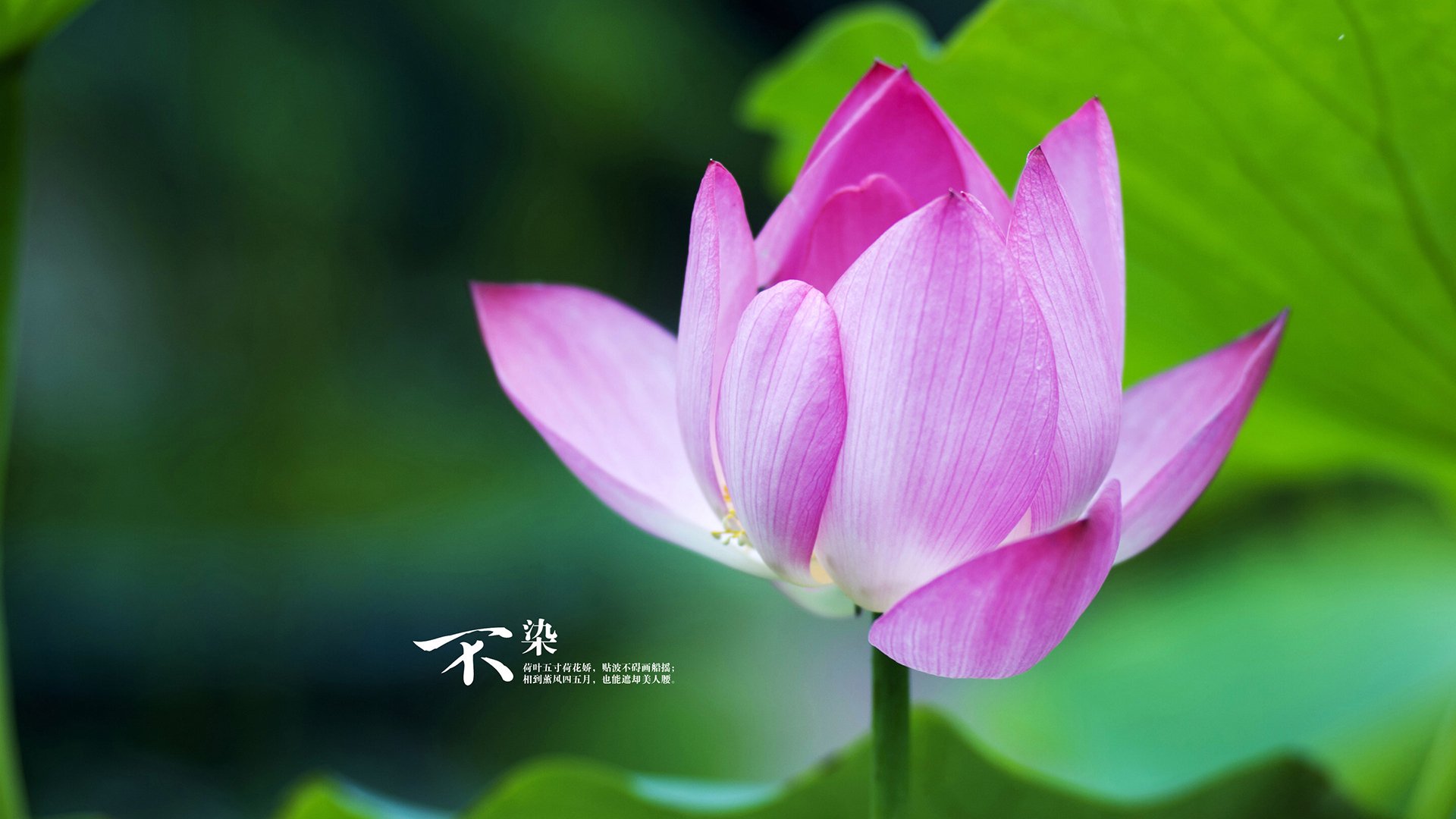 开云体育入口-哈兰德叛国一击，当北欧神话点燃南美草原，足球的边界在何处？