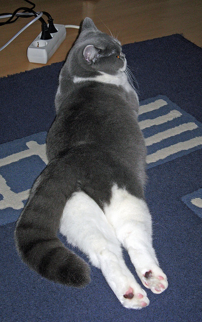 开云体育中国-轰鸣与绝杀，当F1新赛季揭幕战遇上活塞爆冷奇才