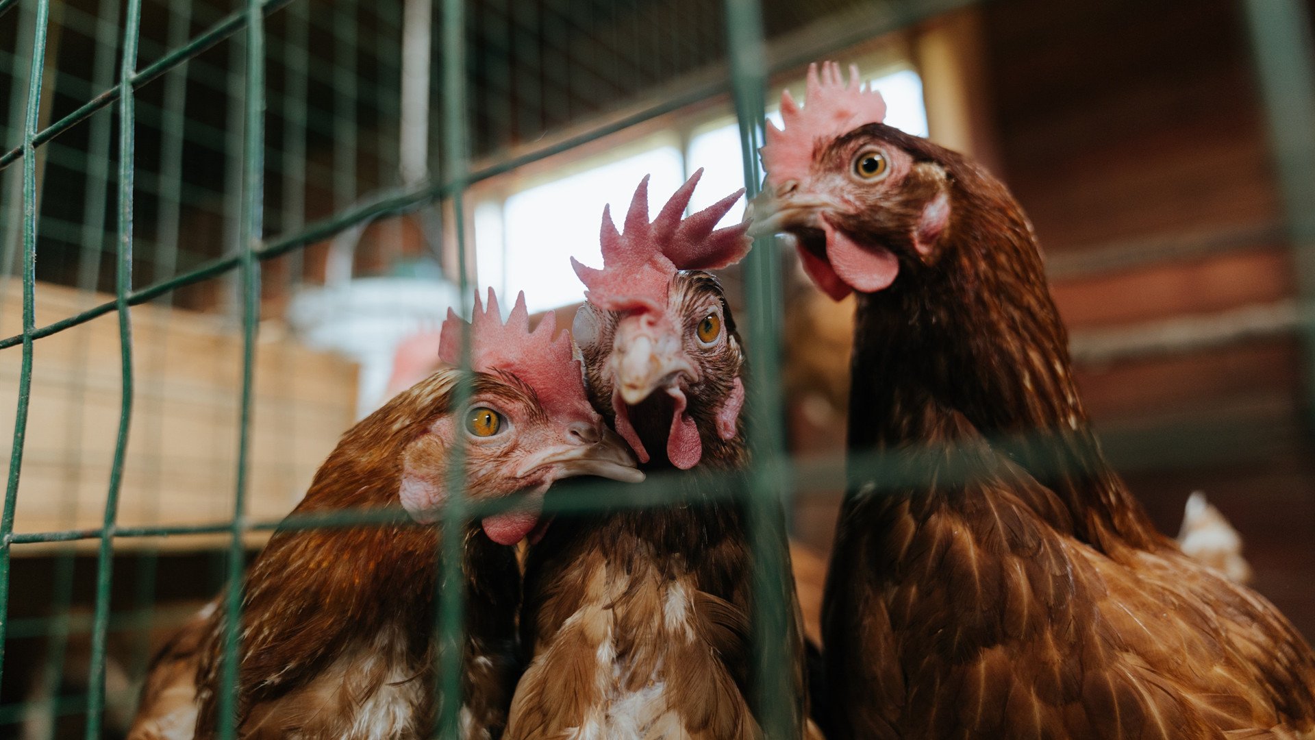 明星闪耀!西亚卡姆碾压式统治引爆全场,上海队惊艳表现令掘金惊出一身冷汗