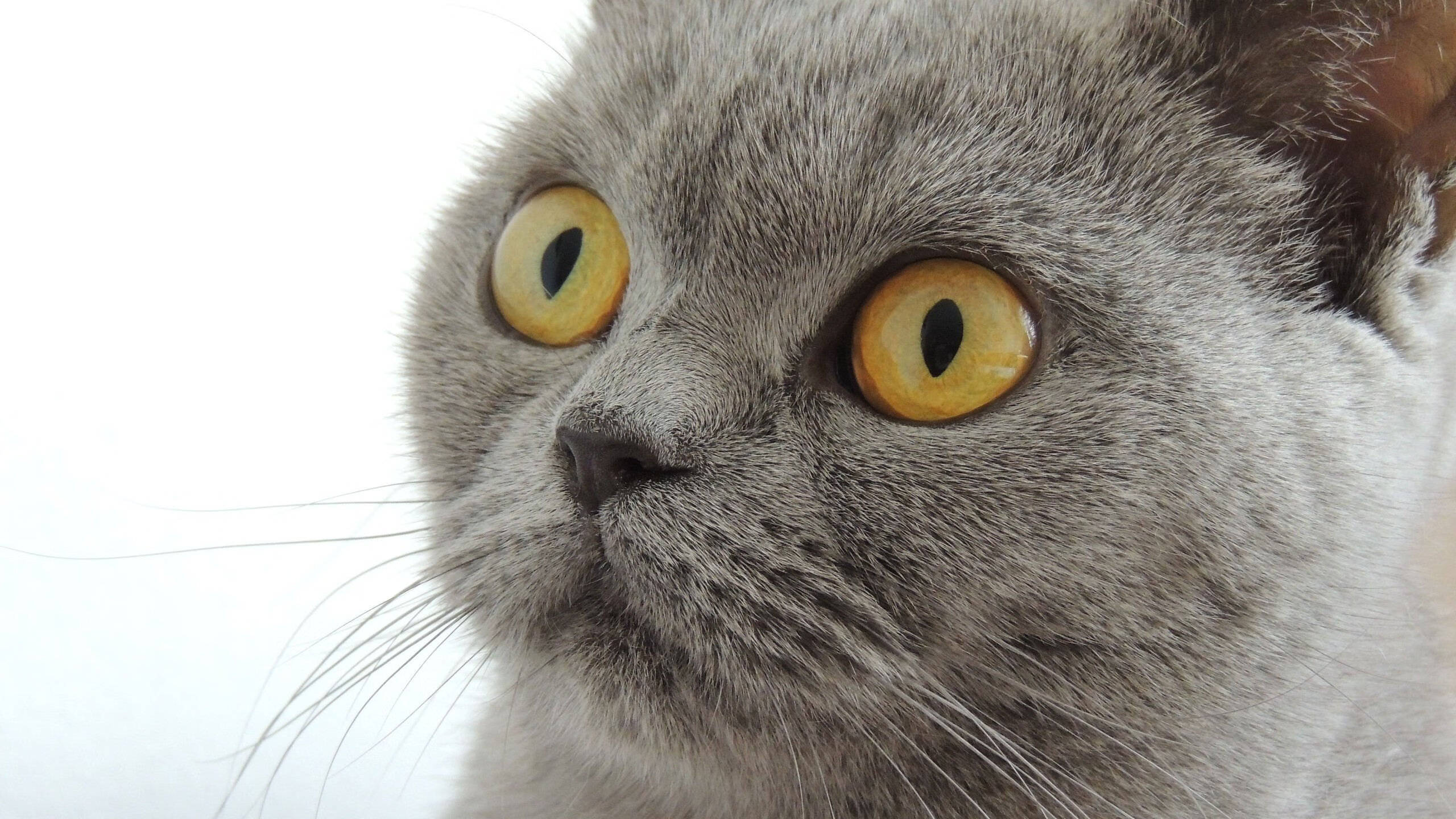 开云体育-北欧风暴难撼巴斯克雄狮，布雷默惊鸿一击定乾坤