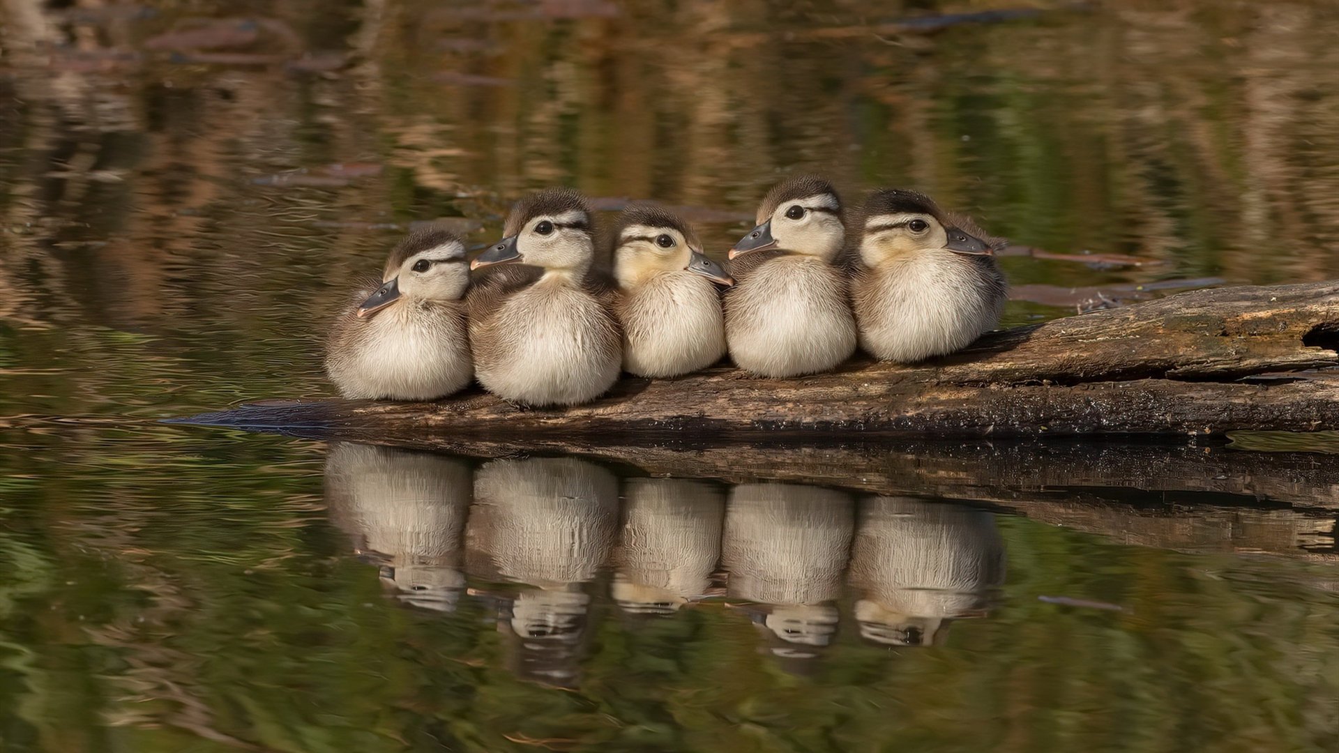 黄喜灿闪耀争冠夜,一记绝杀改写德甲历史的亚洲之光
