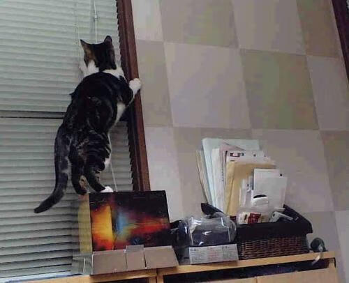 绿色狂潮席卷萨城，休城新星闪耀东决—论凯尔特人的团队攻势与杰伦·格林的个人英雄主义