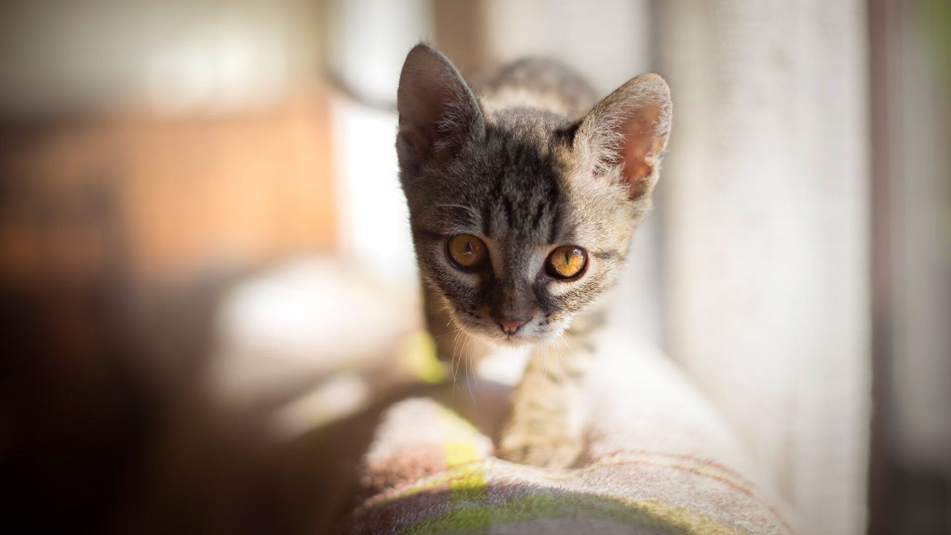 铁血防线撞上数据狂潮，当广东队锁死勇士，布克却暴走成神