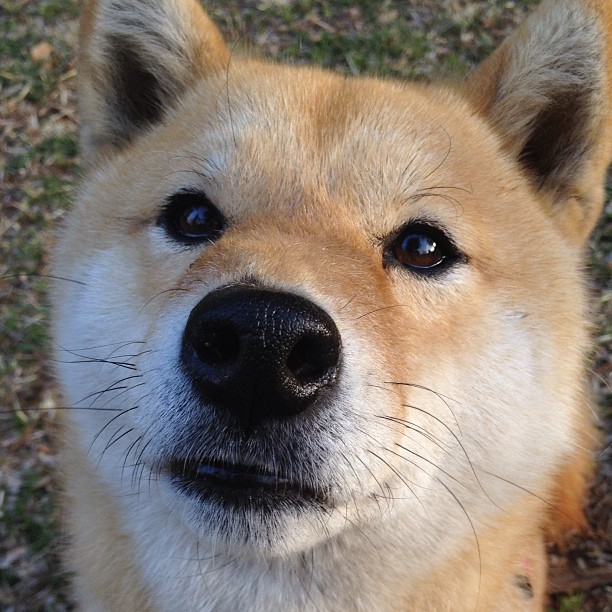 开云官网-血战孟菲斯，抢七硝烟中灰熊撕碎黄蜂