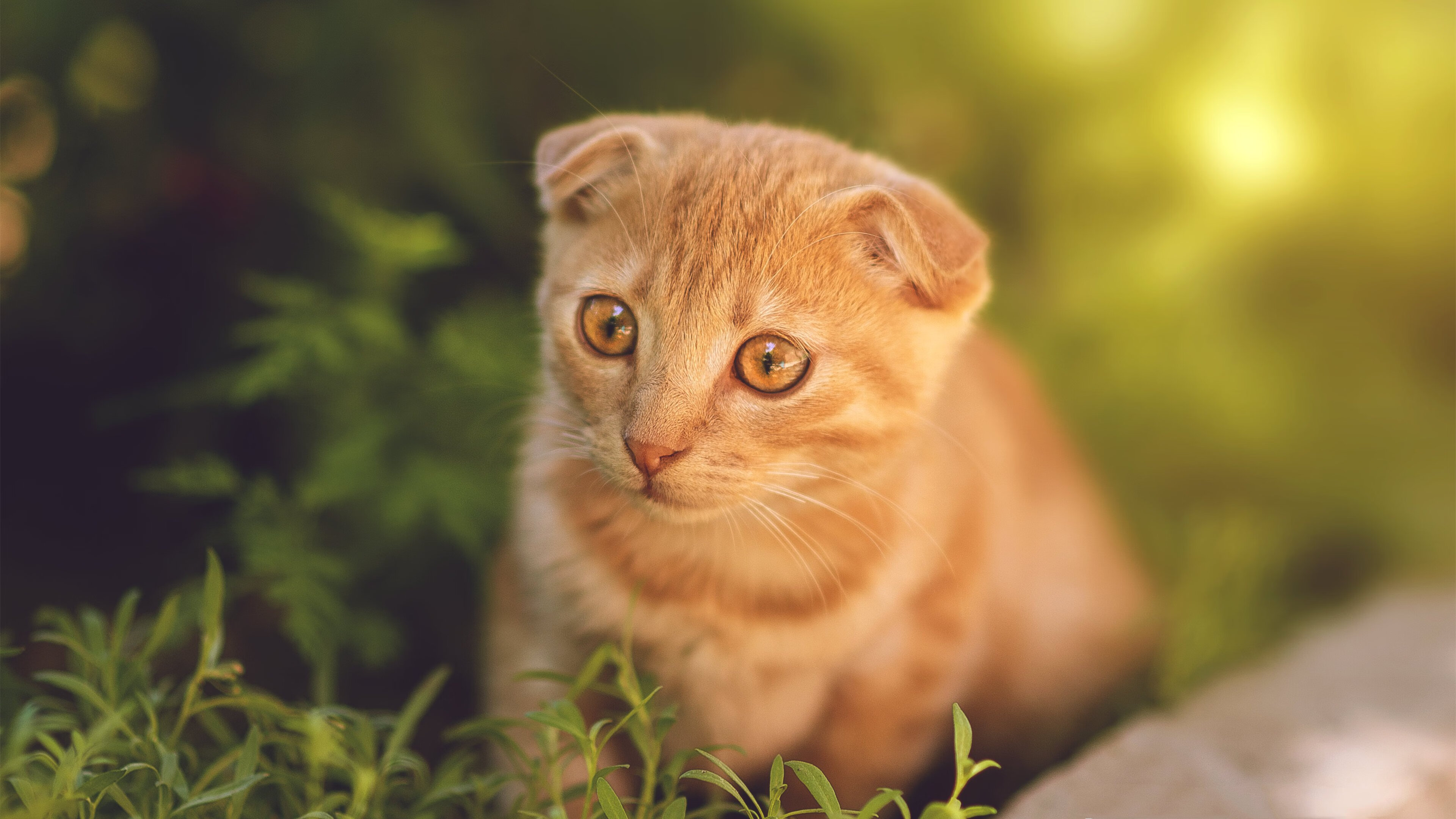 利拉德魔术对决森林狼，演绎教科书级别表演