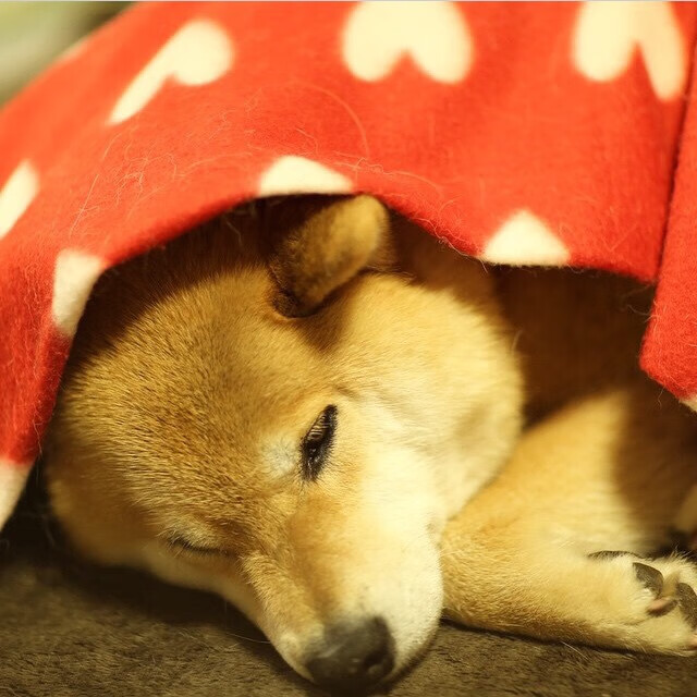 绝境重生！铁腰罗德里引爆拉齐奥惊险过关