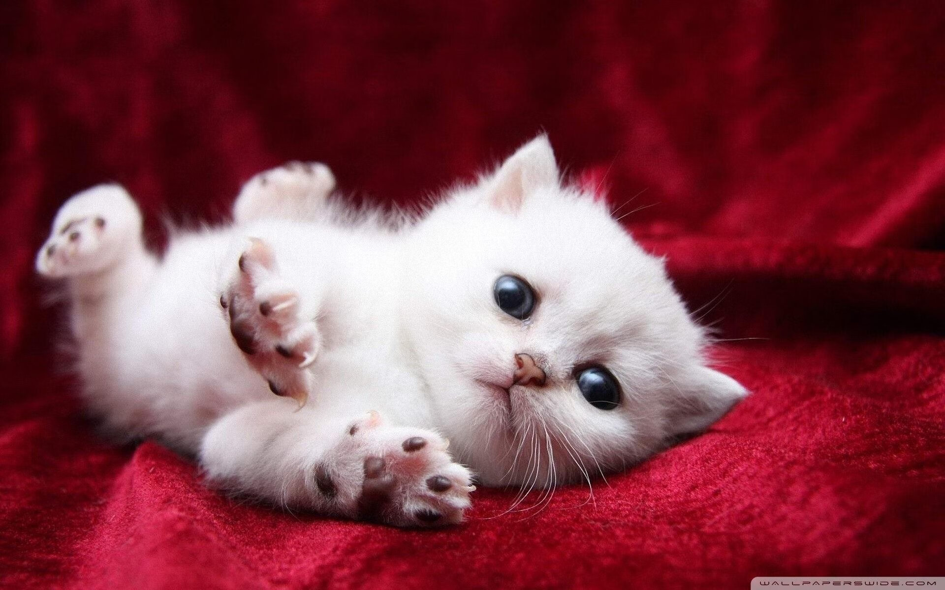 开云体育官方网站-火力全开！布克26+8持续杀伤，步行者主场击退猛龙猛攻