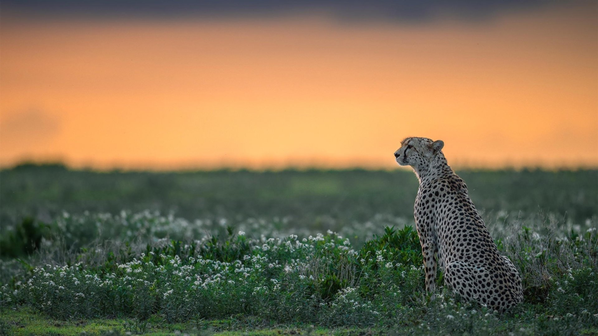 开云APP-跨联盟奇迹，米切尔狂飙引领吉林队压制凯尔特人