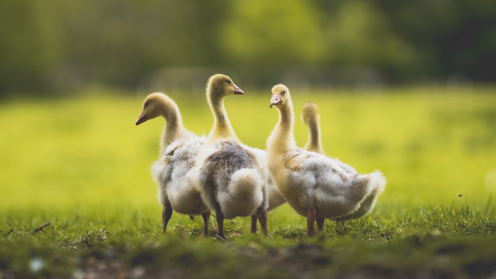 开云体育登录-冰与火的对决，福克斯闪耀时刻与广厦队跨越海洋的致命一击