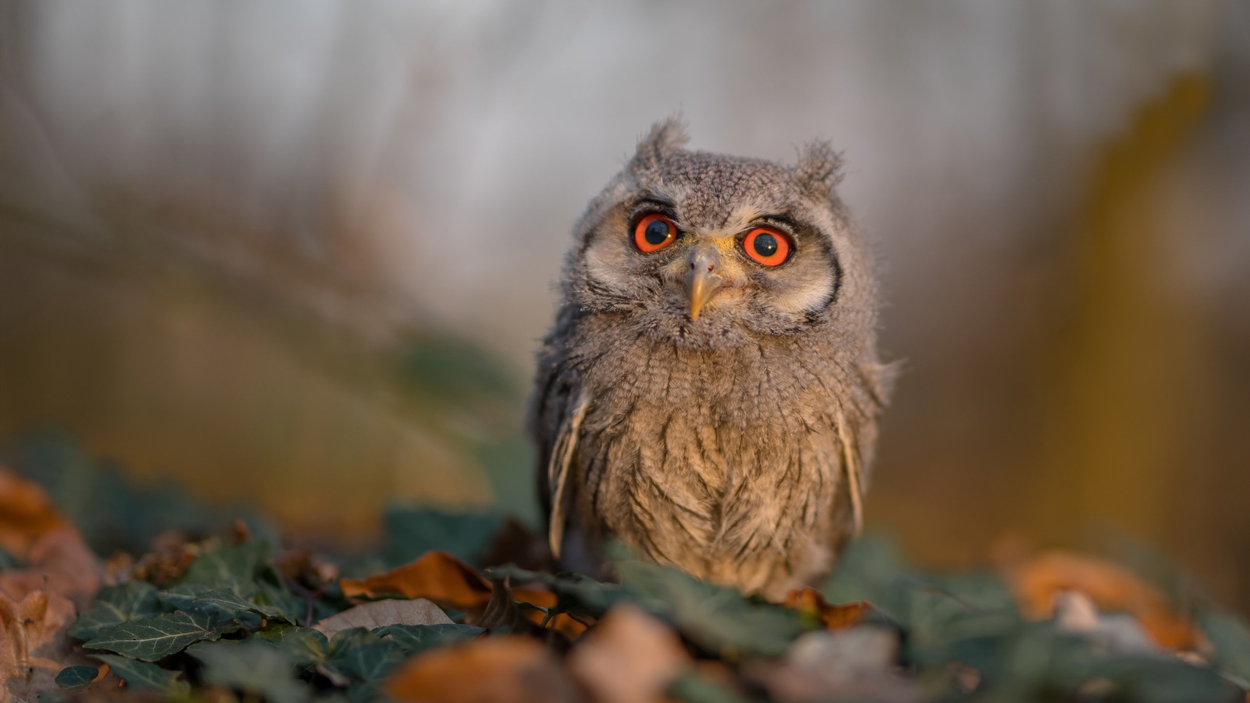 开云体育官方网站-福登关键先生闪耀，奥地利力克新西兰获历史性胜利