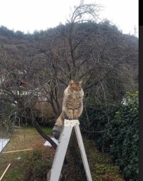 凡人之躯，巨星之心，阿克在世界排名之夜重新定义价值