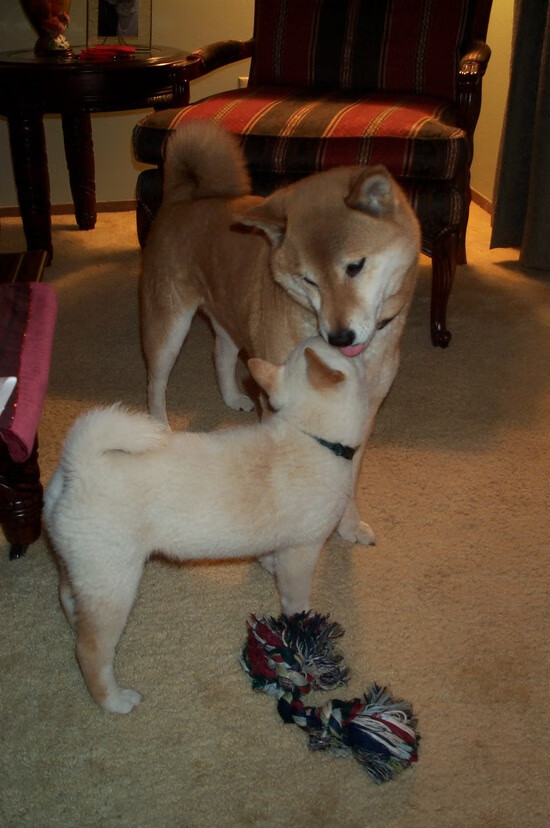 英格拉姆36分导演逆转风暴,深圳主场收割上海迎关键卡位战胜利